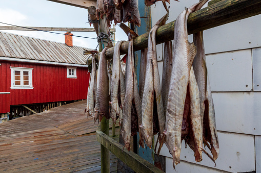 Reine Norway 03-06-2022. Cod drying in front of old traditional fisherman's house  called Rorbu at Reine in Lofoten islands. Norway.