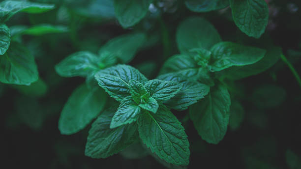 ミントの背景 - healthy eating macro vegetable farm ストックフォトと画像