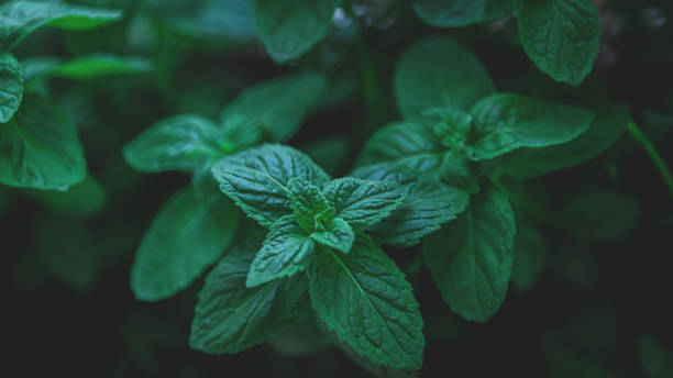 The Mint Backgrounds The Mint Backgrounds growing mint stock pictures, royalty-free photos & images