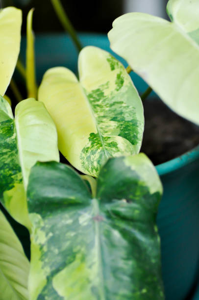 istock Philodendron Burle Marx Variegated, Philodendron or ARACEAE 1392743835