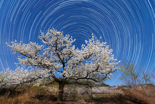 Pear trees in full bloom are facing the long exposed orbit of Polaris at night