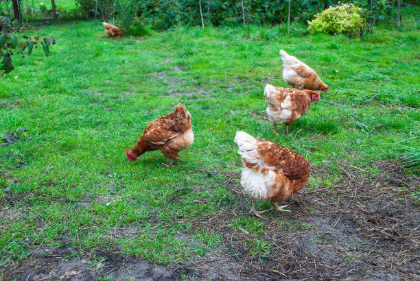 Brown hen walking free on green meadow. Group of chicken feeding in summer garden Brown hen walking free on green meadow. Group of chicken feeding in summer garden. Flock of domestic birds eating on free range on spring yard in village chickens in the poultry yard eating stock pictures, royalty-free photos & images