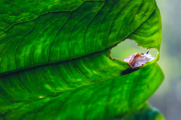 istock Small snail on taro leaves 1392746578