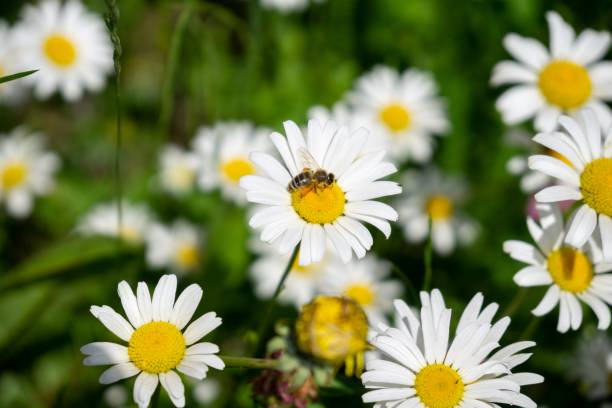 istock Bee insect on the flowers. 1392747846