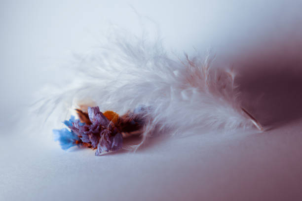 fleurs multicolores recouvertes de plumes sur fond blanc - feather boa feather isolated red photos et images de collection