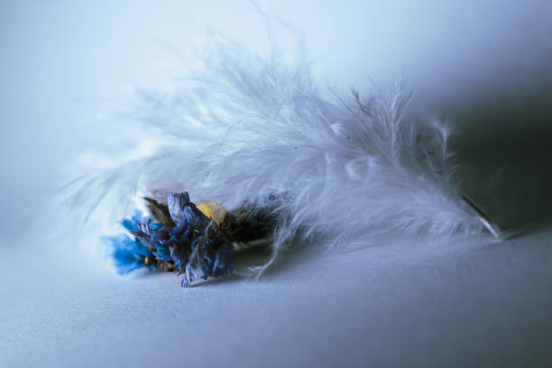 fleurs multicolores couvertes de plumes sur fond blanc - feather boa feather isolated red photos et images de collection