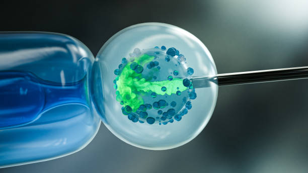 istock IVF (in vitro fertilization) or fertilization of the female egg with a microscope. 3D Rendering 1392751101