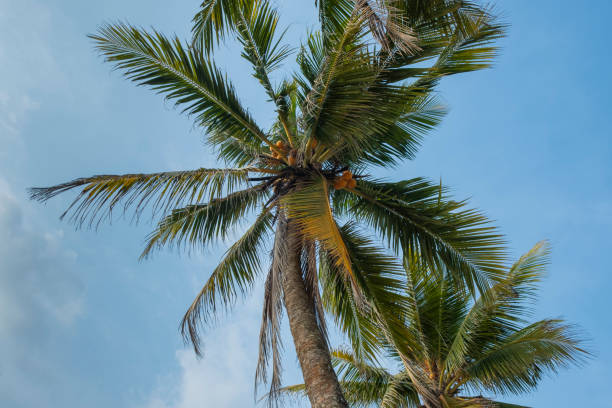 istock coconut palm tree in the skyes 1392751258