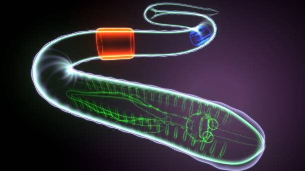 istock 3d illustration of earthworm anatomy 1392751447