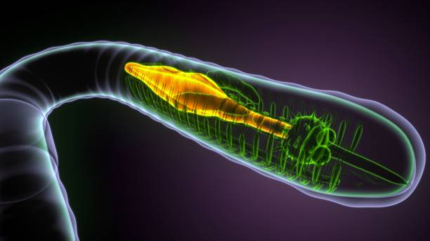 istock 3d illustration of earthworm anatomy 1392751490