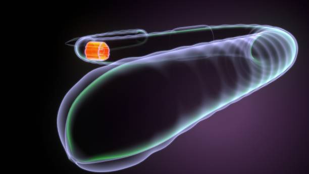 istock 3d illustration of earthworm anatomy 1392751536