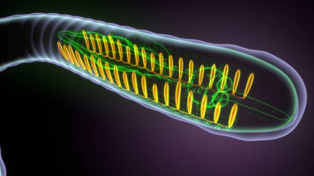 istock 3d illustration of earthworm anatomy 1392751537