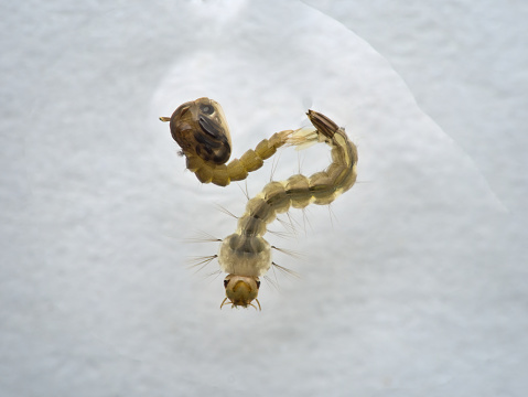 close up mosquito larva and pupa