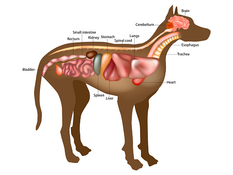 Canine Internal Anatomy Chart. Anatomy of dog with inside organ structure examination vector illustration.