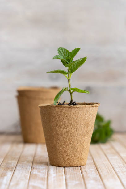 istock Mint seedlings growing in a biodegradable pots close up. Homegro 1392752303