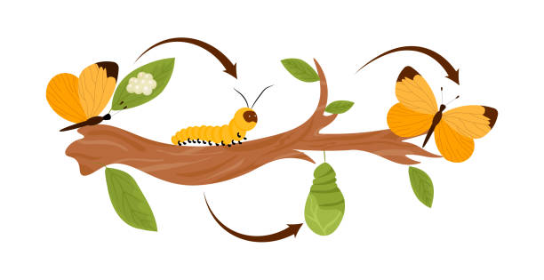 ilustrações de stock, clip art, desenhos animados e ícones de butterfly cycle concept - caterpillar isolated white background insect