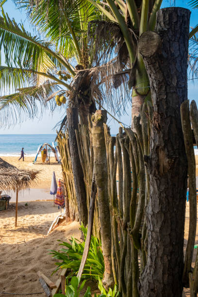 istock primitive fence made of sticks on a tropical beach 1392752502