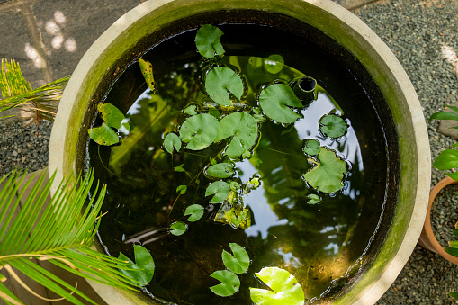 pot with water lily