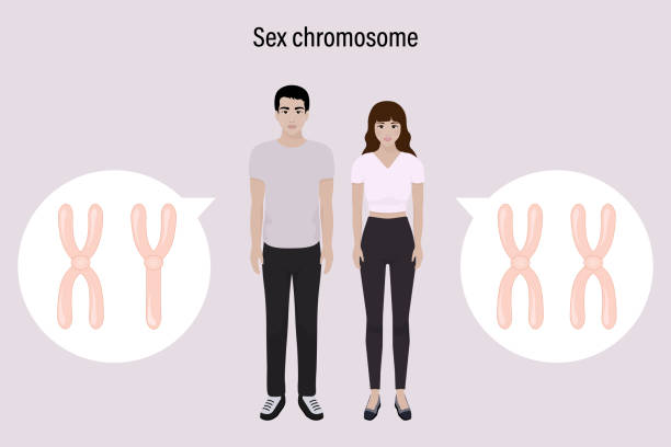 illustrations, cliparts, dessins animés et icônes de structure des chromosomes sexuels. homme et femme. etude biologique. chromosomes x et y. - chromatid