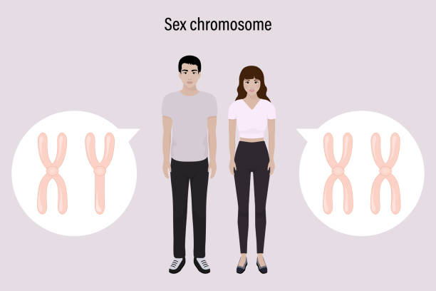 struktura chromosomów płciowych. mężczyzna i kobieta. badanie biologiczne. chromosom x i y. - interphase stock illustrations