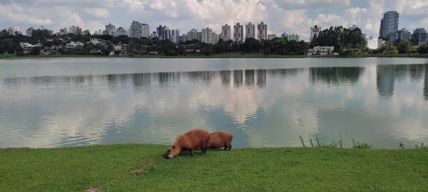 istock Capybaras in the pond 1392756337