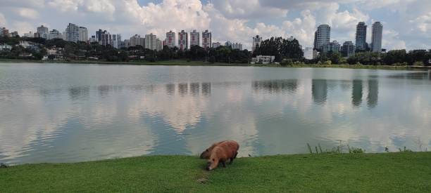 istock The capybaras in the park 1392756361