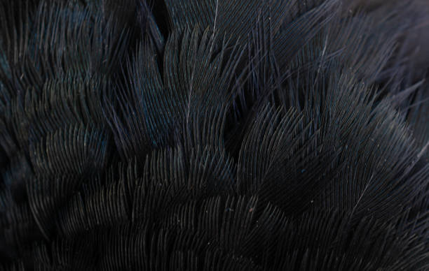 istock macro photo of black feathers. background or textura 1392756384