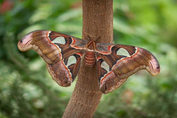 istock Atlas moth, (Attacus atlas), Papillon Atlas. 1392756725