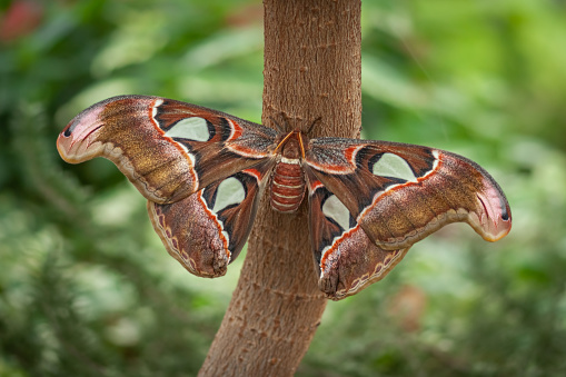 Atlas moth, photographed at the Montreal insectarium as part of the exhibition: \