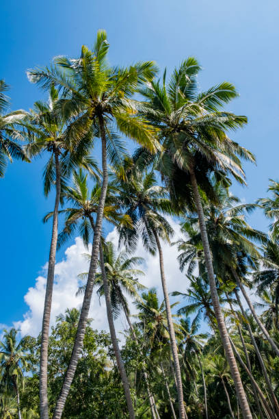 istock Palm trees on blue sky background with cloud 1392756928