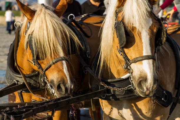 Two Horses In The City
