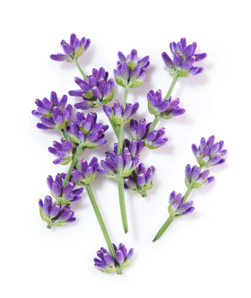 istock Lavender flowers isolated on white background, top view 1392758685