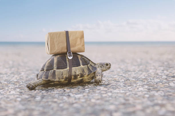 tortuga entregando caja de envío en una parte posterior. - lento fotografías e imágenes de stock