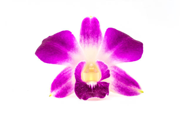 Orchid in macro