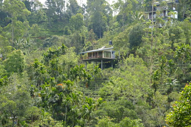 istock tropical rainforest. tall trees and grass 1392759827