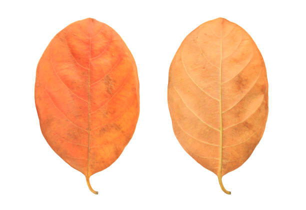 istock Dry autumn leaves isolated over white background. 1392762144
