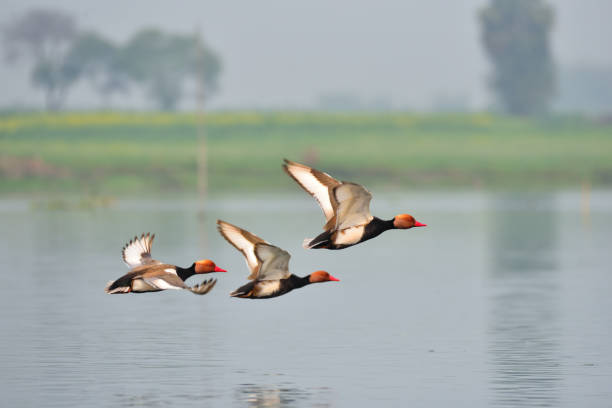 istock Red Creasted Pochard 1392763123
