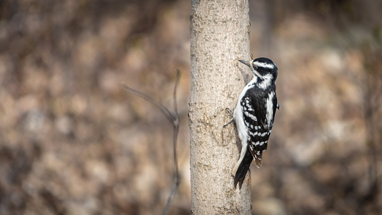 A female hairy woodpecker searches for food on a tree in the Laurentian forest in early spring.