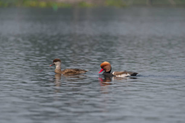 istock Red Creasted Pochard 1392763163