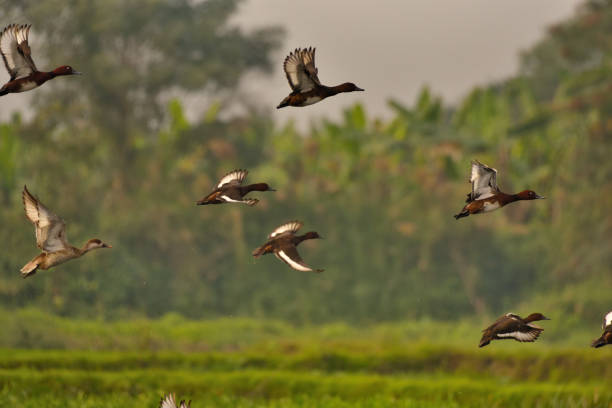istock Red Creasted Pochard 1392763555