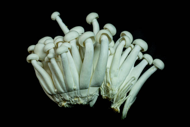 istock Mixed mushrooms on black background , top view and copy space 1392763590
