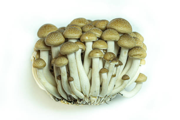 istock Mixed mushrooms on white background , top view and copy space 1392763731