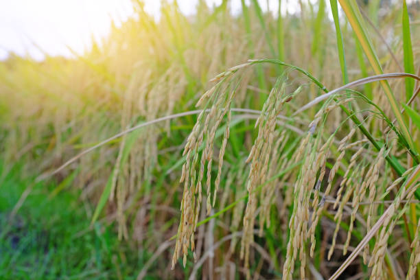 istock Close-up golden rice in the fields background with rays of sunlight. 1392763817