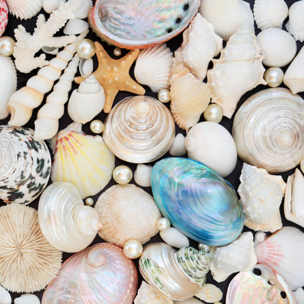 collection de fond de coquillages et de perles naturels - pearl shell starfish beach photos et images de collection