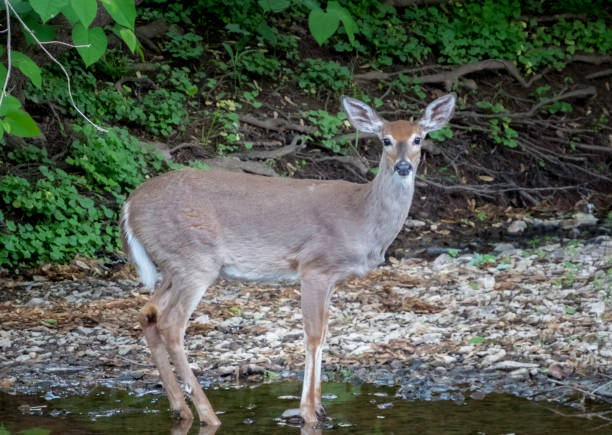 istock Deer on The Perkiomen Trail 1392765289