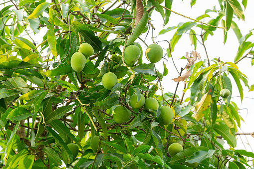 mango on the tree,Bunch of green mango on tree in garden,Bunch of green and ripe mango on tree in garden