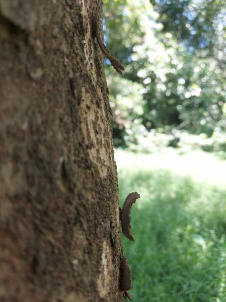 istock bark of a wood close up view 1392765436