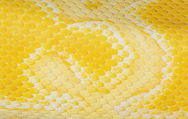 istock Macro yellow snake scale texture,close up view of golden python (Python bivittatus) skin texture,Scales of a golden python ,Texture. The skin of a live yellow snake with white stripes. Gold reticulated python 1392765959