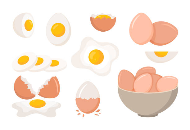 계란 세트 - white background brown animal egg ellipse stock illustrations
