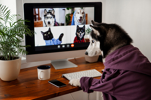 A dog uses a computer to video chat with other dogs and cats